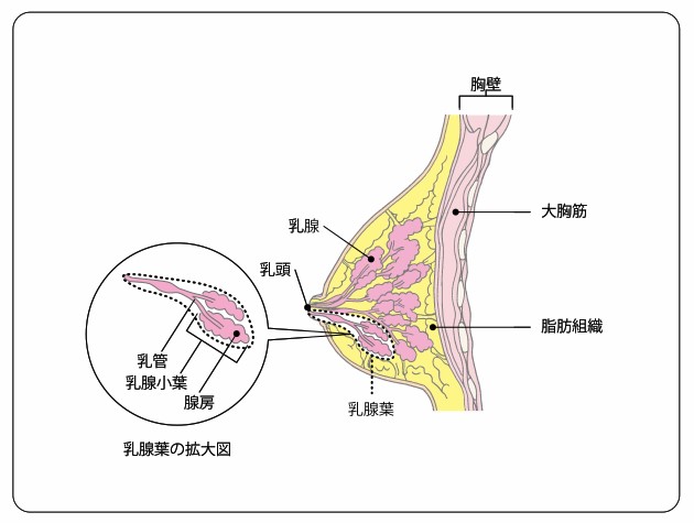 乳房について