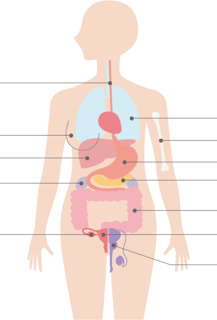 人体模型Image