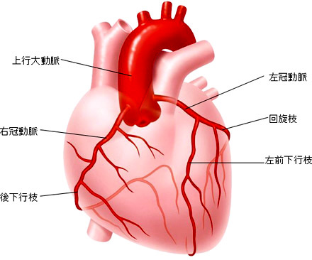 心臓の構造イメージ図