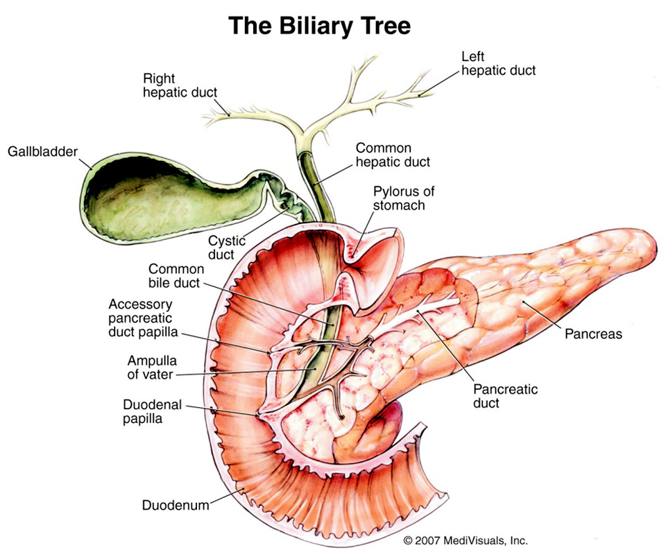 Ther Biliary Tree