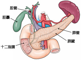 胆膵イメージ図