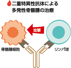 二重特異性抗体による多発性骨髄腫の治療