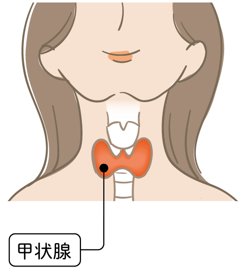 甲状腺